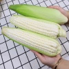 Bắp nếp (ngô nếp) ngon, dẻo, vừa hái